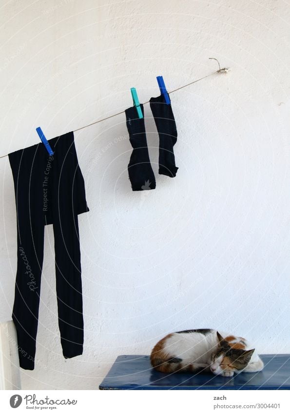 verschiedene Arten von Abhängen Bekleidung Hose Strümpfe Strumpfhose Tier Haustier Katze 1 Wäsche Wäscheleine Wäsche waschen Wäscheklammern schlafen weiß