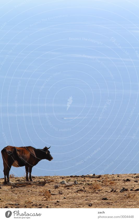 Grenzgänger Natur Wasser Feld Hügel Küste Meer Mittelmeer Insel Korsika Tier Nutztier Kuh 1 blau Farbfoto Außenaufnahme Menschenleer Textfreiraum oben