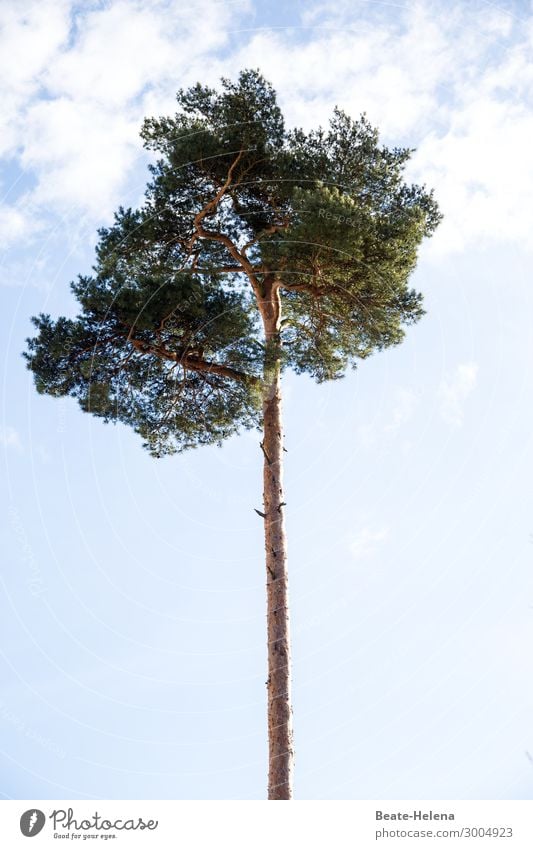 Bäume 15 Baum Baumstamm Baumkrone Himmel Ast hoch Riesenbaum Pflanze