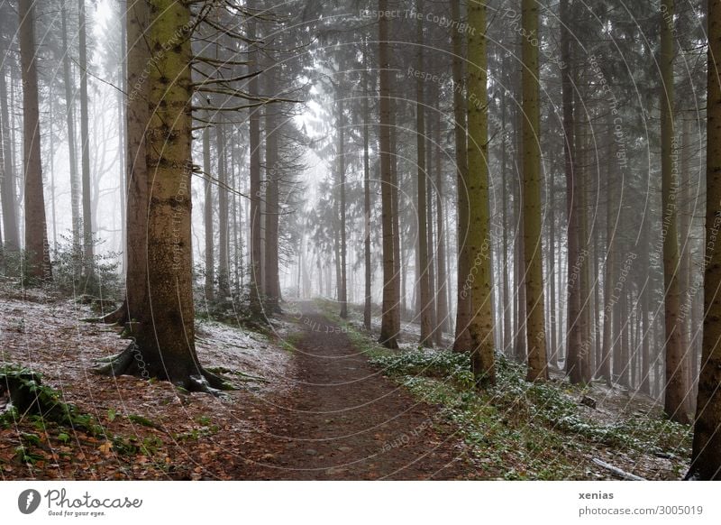 Waldweg mit Nebel und etwas Schnee Ferien & Urlaub & Reisen Ausflug Abenteuer Winter wandern Umwelt Natur Herbst Klima Wetter Baum Tanne kalt braun grün weiß