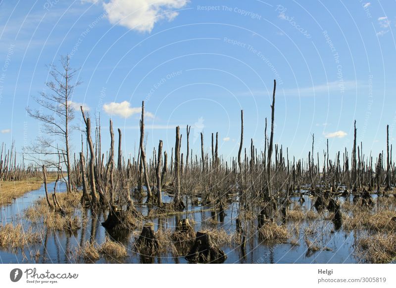 bizarre abgestorbene Bäume in einem Moorsee bei schönem Wetter Umwelt Natur Landschaft Pflanze Wasser Himmel Wolken Frühling Schönes Wetter Baum Gras