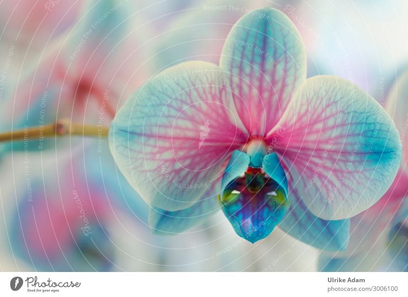 Orchidee elegant Wellness Leben harmonisch Wohlgefühl Zufriedenheit Erholung Meditation Spa Tapete Muttertag Natur Pflanze Blume Blüte Topfpflanze exotisch