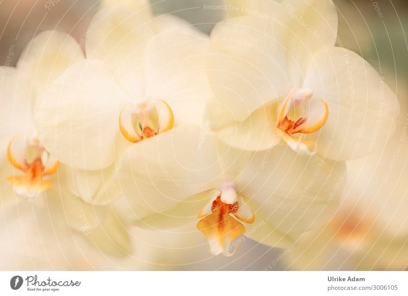 Blumen - Gelbe Orchideen exotisch schön Wellness harmonisch Erholung Meditation Spa Tapete Geburtstag Natur Pflanze Frühling Sommer Herbst Winter Blüte