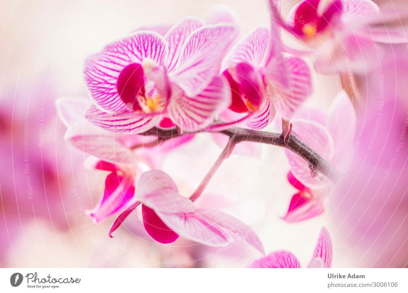 Orchideen Zauber Wellness harmonisch Erholung ruhig Meditation Spa Feste & Feiern Natur Pflanze Frühling Sommer Herbst Winter Blume Blüte Orchideenblüte Blühend