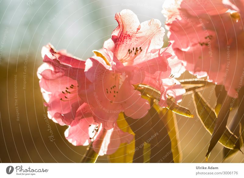 Rhododendron im Abendlicht elegant schön Wellness Leben harmonisch Wohlgefühl Zufriedenheit Erholung ruhig Meditation Spa Massage Valentinstag Muttertag