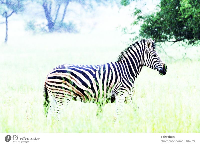 gestreift Ferien & Urlaub & Reisen Tourismus Ausflug Abenteuer Ferne Freiheit Safari Natur Landschaft Wildtier Tiergesicht Fell Zebra außergewöhnlich exotisch