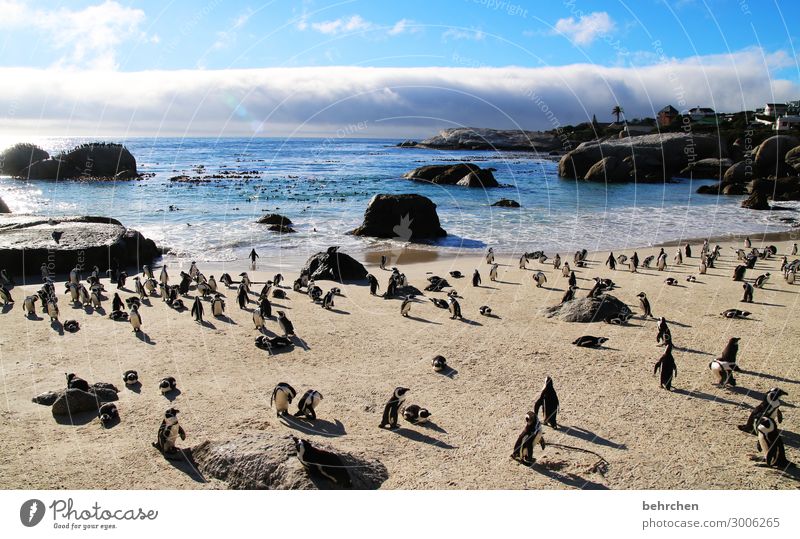 pinguinparadies Tierporträt Gegenlicht Sonnenuntergang Sonnenaufgang Sonnenlicht Kontrast Schatten Licht Tag Morgendämmerung Menschenleer Außenaufnahme Farbfoto