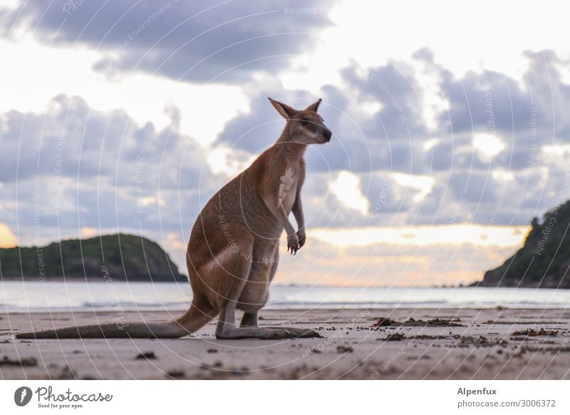 Wanna be a Wallaby Australien Tier Wildtier Känguruh sitzen exotisch Akzeptanz Vertrauen Geborgenheit Sympathie Freundschaft Tierliebe Abenteuer Angst
