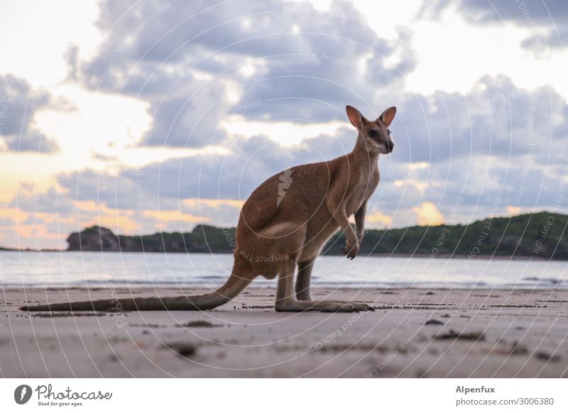 Wallaby Umwelt Natur Tier Wildtier 1 beobachten Blick sitzen stehen schön niedlich Glück Zufriedenheit Lebensfreude Abenteuer ästhetisch Känguruh Australien