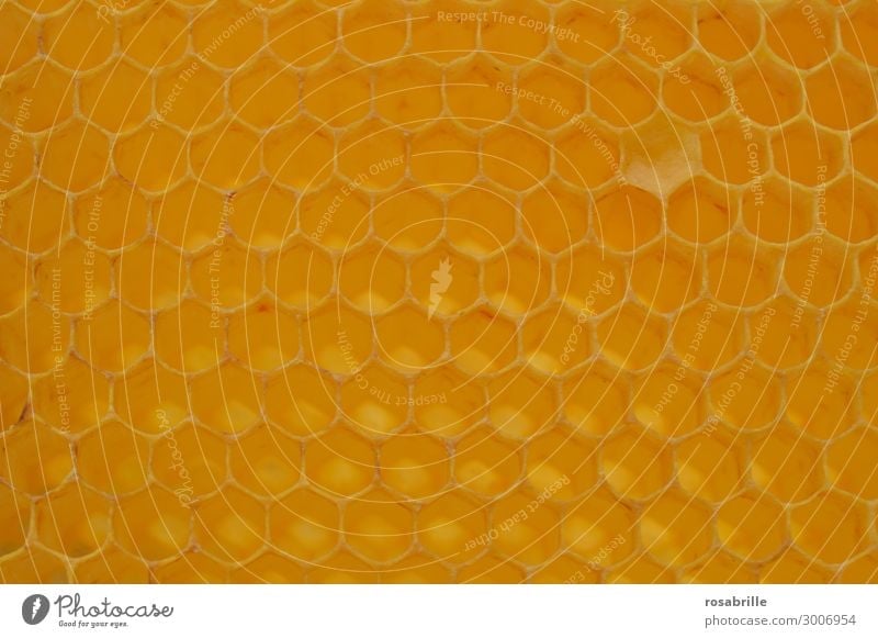 Wabenbau mit … | Fingerspitzengefühl Arbeit & Erwerbstätigkeit Kunstwerk Umwelt Natur Nutztier Biene Insekt bauen nachhaltig natürlich süß gelb gold