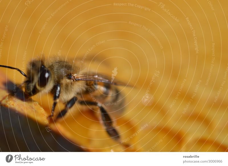 einzelne Biene auf Honigwabe | wertvoll Arbeit & Erwerbstätigkeit Umwelt Natur Tier Nutztier 1 Sammlung bauen laufen klein natürlich süß braun gelb Leidenschaft