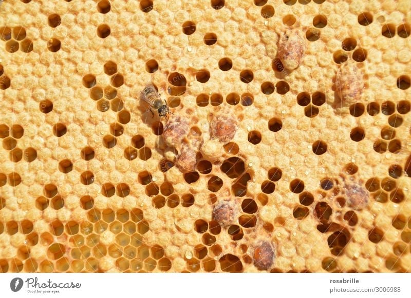 wertvoll| Schwarmstimmung im Bienenstock: Brutzellen verdeckelt und offen mit Eiern und Stiften darinnen und Königinnenzellen auf einer Wabe eines Volkes das in Schwarmstimmung ist oder eine Königin nachschaffen musste