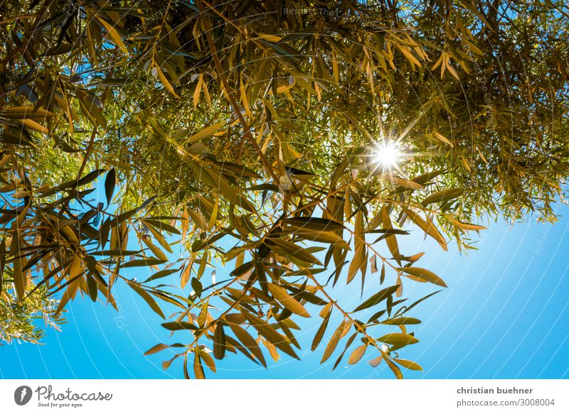 sonnenstrahlen scheinen durch olivenbaeume olivenbaum natur zweige lichtblick blauer himmel hoffnung schoenheit relaxed