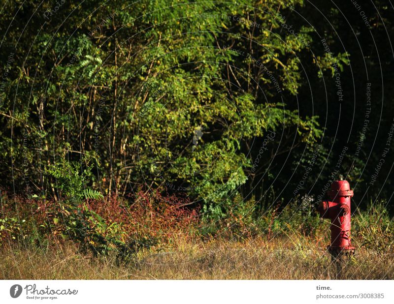 Aufpasser Feuerwehr Hydrant Arbeitsplatz Dienstleistungsgewerbe Natur Landschaft Pflanze Schönes Wetter Baum Wald Wege & Pfade Straßenrand grün rot Wachsamkeit