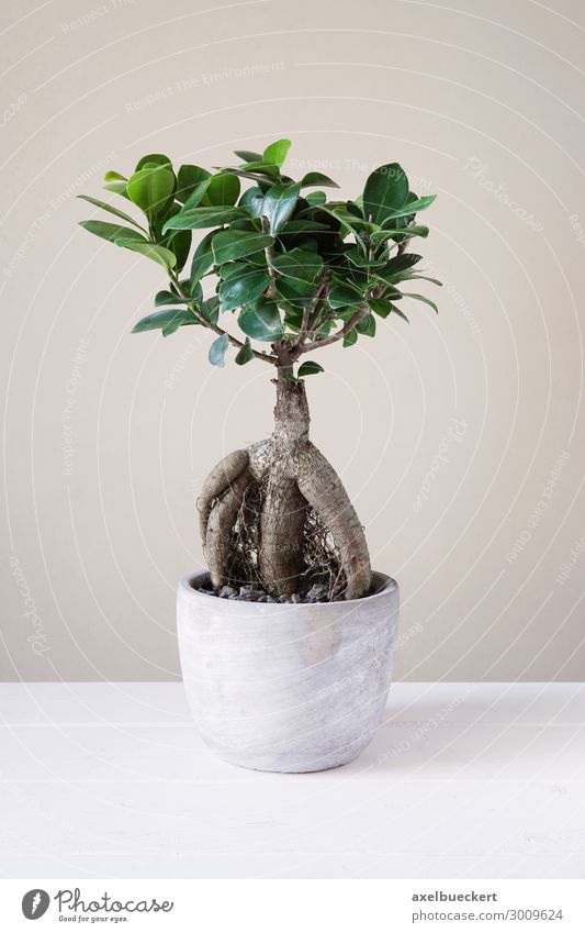 Ficus Ginseng Bonsai Freizeit & Hobby Pflanze Baum Topfpflanze klein Zimmerpflanze Blumentopf Wurzel Feige ginseng Feigenbaum luftwurzel minimalistisch Miniatur
