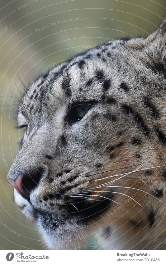 Nahaufnahme des Porträts eines Schneeleoparden, der wegblickt. Natur Tier Wildtier Katze Tiergesicht Zoo 1 wild Raubkatze Artenschutz niedlich Kopf Schnauze