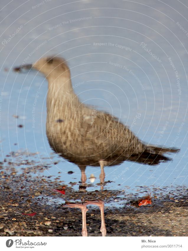 möwenpick Küste Strand Nordsee Vogel 1 Tier braun grau Möwe Spiegelbild Wasser Reflexion & Spiegelung See Meer Beine stehen beobachten Schnabel Wildtier