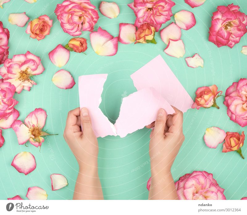 zwei Hände halten ein leeres rosa Blatt. Design schön Sommer Dekoration & Verzierung Feste & Feiern Hochzeit Geburtstag Business Hand Pflanze Blume Blüte Papier