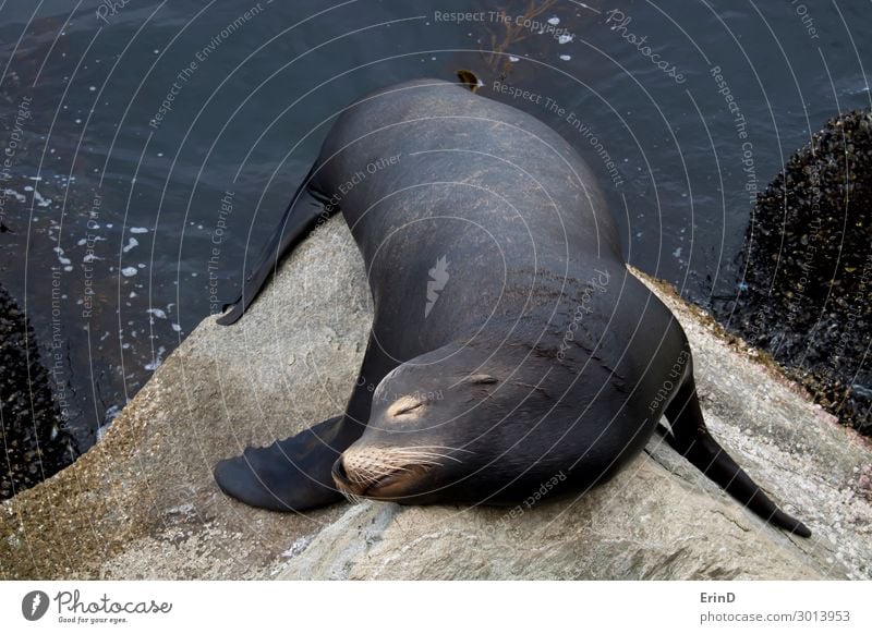 Schwarzer männlicher Seelöwe schläft auf Felsen aus nächster Nähe in der Meereslandschaft. Gesicht Mann Erwachsene Menschengruppe Umwelt Natur Tier Küste