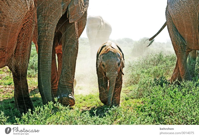 familienzeit Elefant Natur Safari Tierporträt Abenteuer Menschenleer gefährlich Tag Nahaufnahme Außenaufnahme Farbfoto Tierfamilie Südafrika