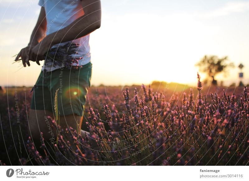 Lavendel pflücken maskulin Körper 1 Mensch 30-45 Jahre Erwachsene Umwelt Natur Schönes Wetter Feld Bewegung Provence Lavendelfeld Valensole Blumenstrauß Shorts