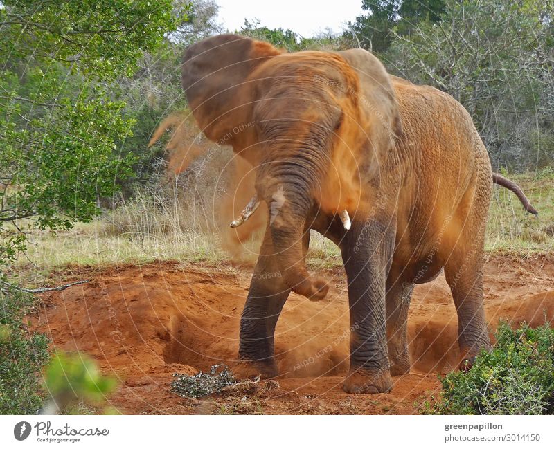 Afrikanischer Elefant nimmt eine Dusche Ferien & Urlaub & Reisen Tourismus Ausflug Abenteuer Ferne Freiheit Safari Expedition Sommer Sommerurlaub Natur