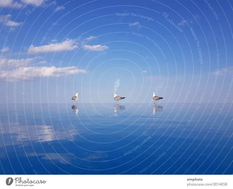 Drei Möwen mit Wasserreflexionen stehen auf dem Überlaufrand eines Schwimmbeckens auf einem blauen Himmelshintergrund schön Schwimmbad Sommer Sonne Meer Natur