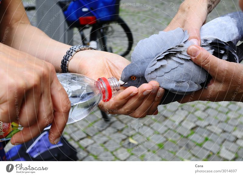 durstige Taube wird getränkt Tier Wildtier 1 Flasche Wasser füttern trinken grau Hilfsbereitschaft Durst Erschöpfung Farbfoto Außenaufnahme Nahaufnahme