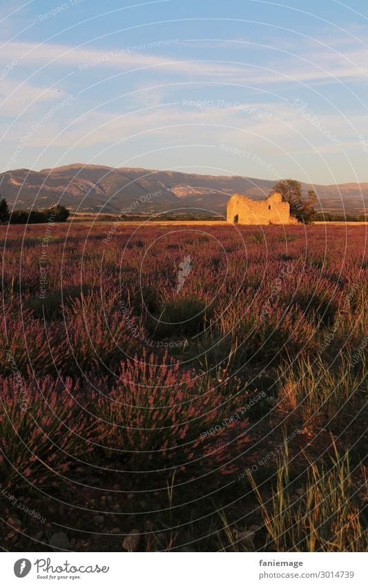 Abend im Lavendelfeld Umwelt Natur Landschaft Schönes Wetter Feld Gefühle Stimmung Valensole Provence violett Duft Südfrankreich Ruine beschaulich Idylle