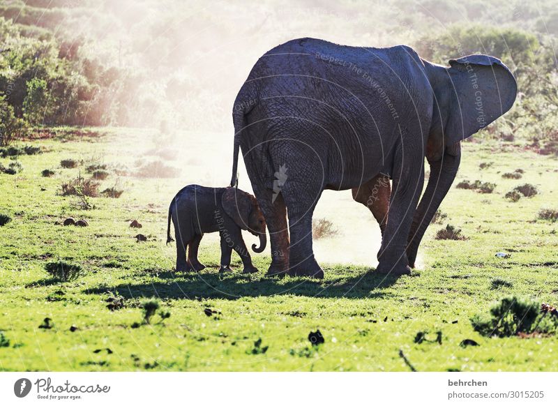 sicherheit und vertrauen| elefantenmutter mit kind beobachten wild fantastisch wunderschön intensiv Wildnis Sonnenlicht exotisch beeindruckend besonders Fernweh