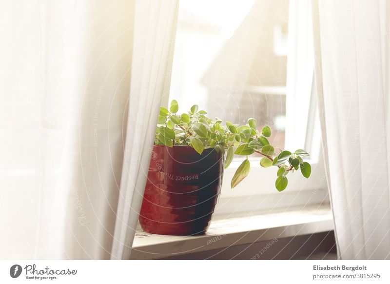 Zimmerpflanze mit rotem Übertopf auf einer Fensterbank Gardinen vorhänge zimmerpflanze ruhig einrichten Wohnung Haus Pflanze Grünpflanze Topfpflanze genießen