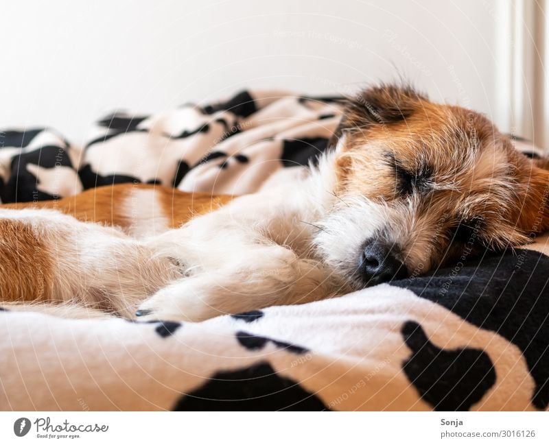 Kleiner Hund schläft auf einem Sitzsack ein lizenzfreies Stock Foto