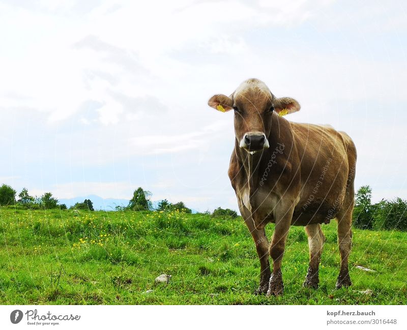 Blinde Kuh Wurstwaren Bioprodukte Vegetarische Ernährung Vegane Ernährung Klima Klimawandel Tier Nutztier 1 beobachten Fressen Blick Kraft Vertrauen Tierliebe