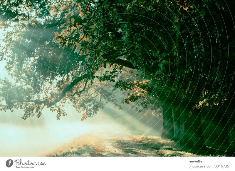 Sonnenaufgang mit Strahlen vor dem Hintergrund eines nebligen, geheimnisvollen Pfades. schön Umwelt Natur Landschaft Herbst Nebel Baum Blatt Park Wald Straße