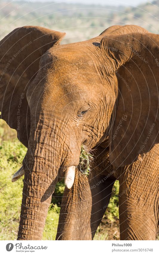 Ein alter Elefant in der Savanne des Samburu Parks. Spielen Ferien & Urlaub & Reisen Safari Natur Tier groß wild Afrika Kenia Afrikanisch Schlacht Verhalten