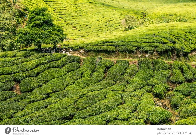 gesundheit | teeeeee Sonnenlicht Kontrast Licht Tag Außenaufnahme Farbfoto Fernweh schön Klimawandel Umweltschutz Teepflücker Pause cameron highlands Malaysia