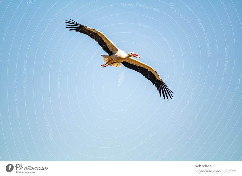 i believe i can fly Nahrung Nahrungssuche Fressen Küken Schnabel Tier Feder blau Luft Storch hoch Flügel Vogel Wildtier Himmel Natur fliegen Freiheit