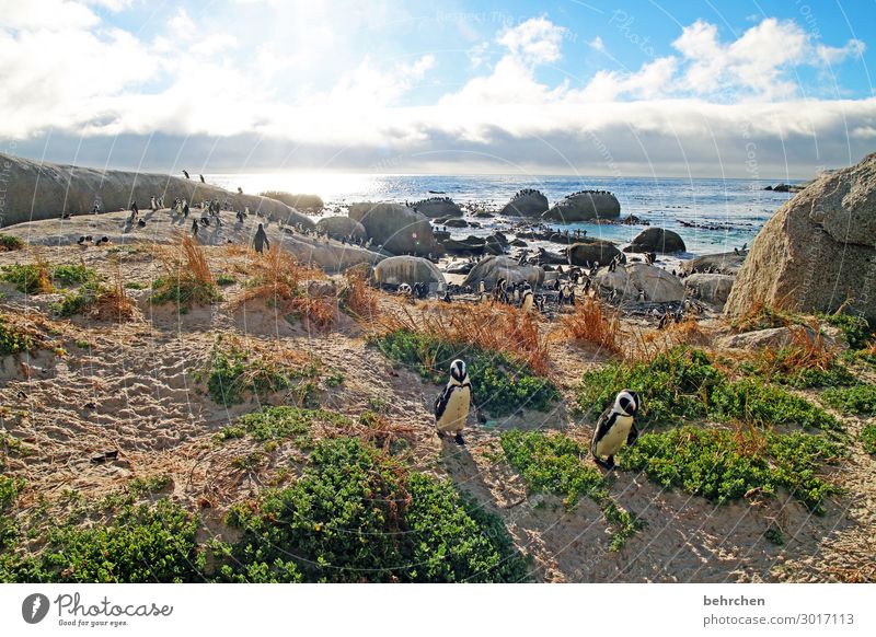 *1300* pinguine:) Ferien & Urlaub & Reisen Tourismus Ausflug Abenteuer Ferne Freiheit Natur Landschaft Himmel Wolken Felsen Wellen Küste Strand Bucht Meer