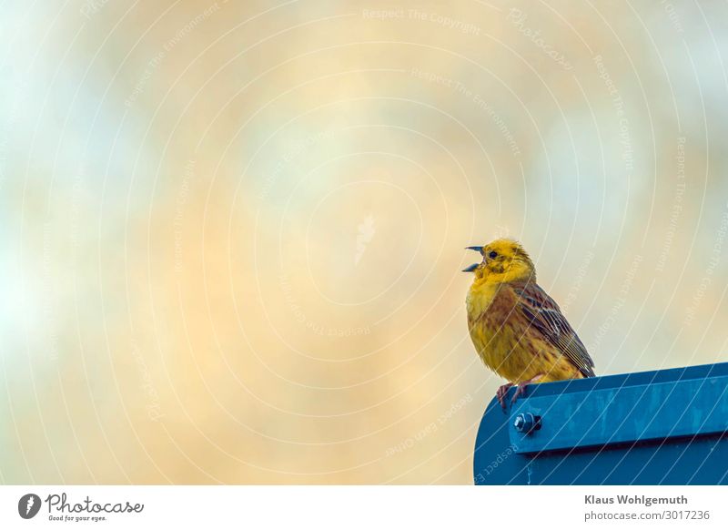 Goldammer singt auf einen Verkehrsschild und verkündet die "Neueste Nachrichten" Verkehrszeichen Tier Wildtier Vogel Flügel Krallen 1 sitzen blau braun gelb
