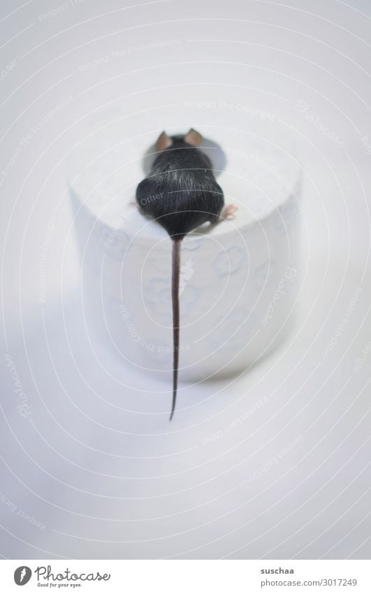 mauseschwänzchen Maus Tier Ratte Haustier Nagetiere kleines Säugetier 1 Fell weiß schwarz Toilettenpapier Papier Rolle Hintergrund neutral Vorsicht behutsam