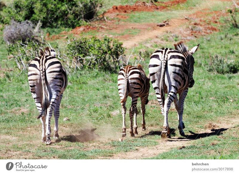 drei ärsche Ferien & Urlaub & Reisen Tourismus Ausflug Abenteuer Ferne Freiheit Safari Natur Wildtier Zebra 3 Tier Tierjunges Tierfamilie außergewöhnlich