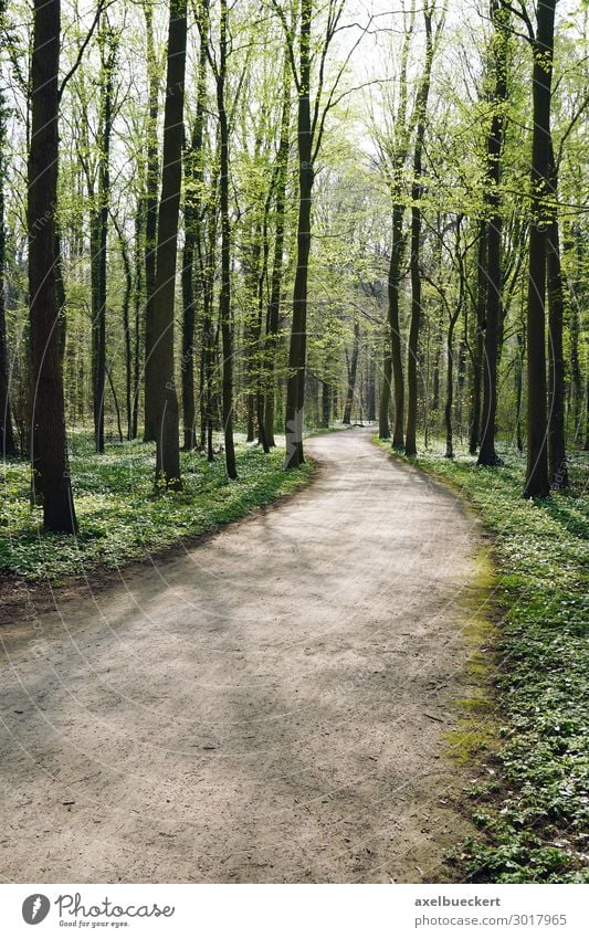Waldweg im Frühling Freizeit & Hobby Ferien & Urlaub & Reisen wandern Natur Landschaft Baum Wege & Pfade grün Hintergrundbild Deutschland Europa Hannover
