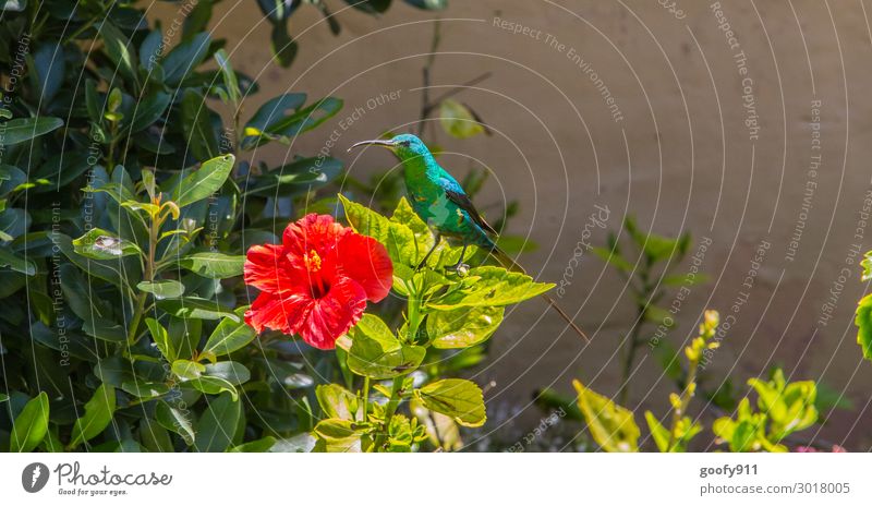 Kolibri Ausflug Abenteuer Ferne Freiheit Safari Expedition Sonne Natur Sonnenlicht Pflanze Blume Sträucher Blüte Garten Park Tier Wildtier Vogel Tiergesicht