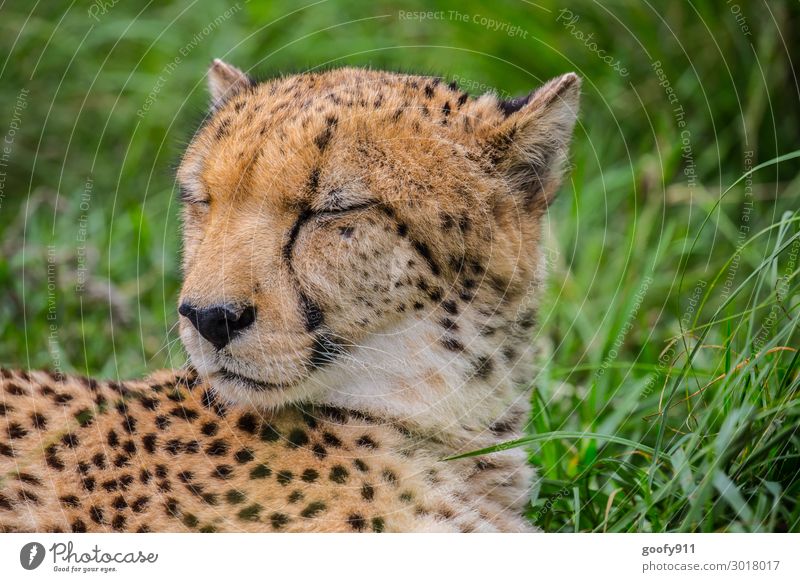 Augen zu.... Ferien & Urlaub & Reisen Tourismus Ausflug Abenteuer Ferne Freiheit Safari Expedition Gesicht Ohr Gras Tier Wildtier Katze Tiergesicht Fell Leopard