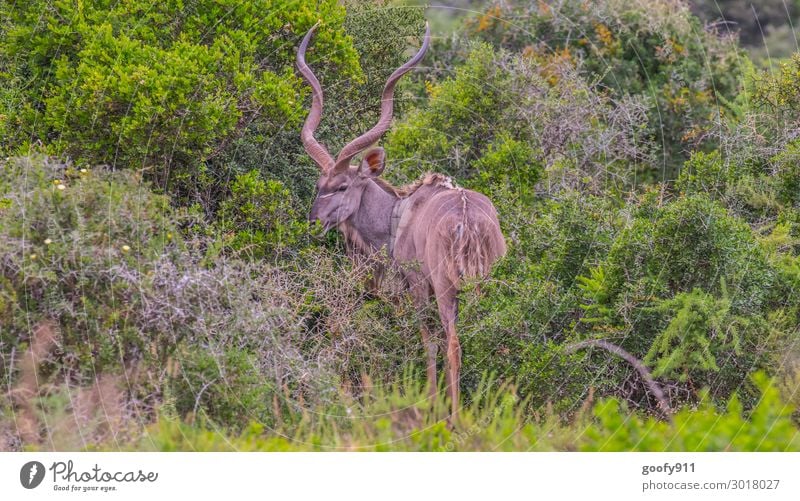 Kudu IV Ferien & Urlaub & Reisen Tourismus Ausflug Abenteuer Ferne Freiheit Safari Expedition Umwelt Natur Landschaft Wärme Dürre Baum Gras Sträucher Tier