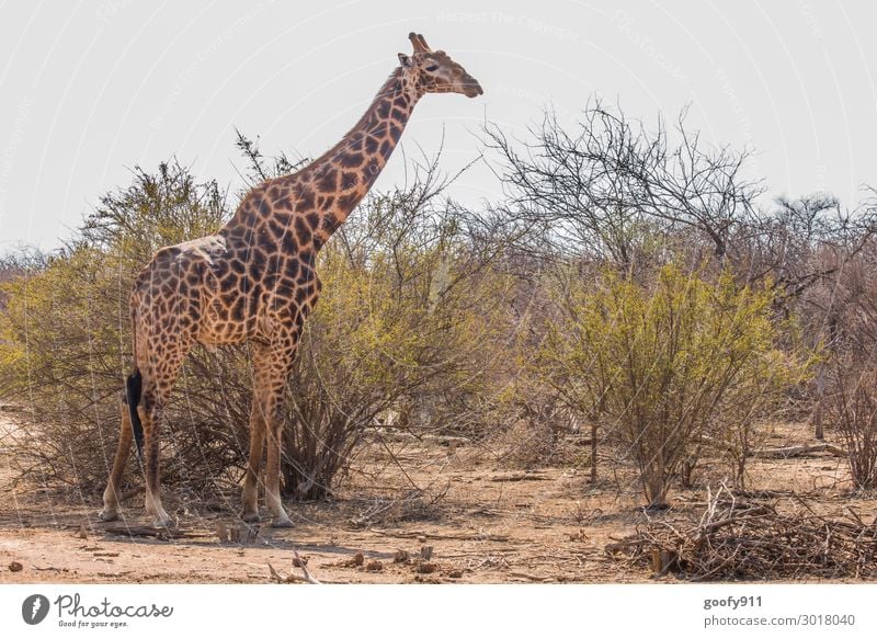 Hoch gewachsen Ferien & Urlaub & Reisen Tourismus Ausflug Abenteuer Ferne Freiheit Safari Expedition Umwelt Natur Landschaft Erde Sand Himmel Wolken Sonnenlicht