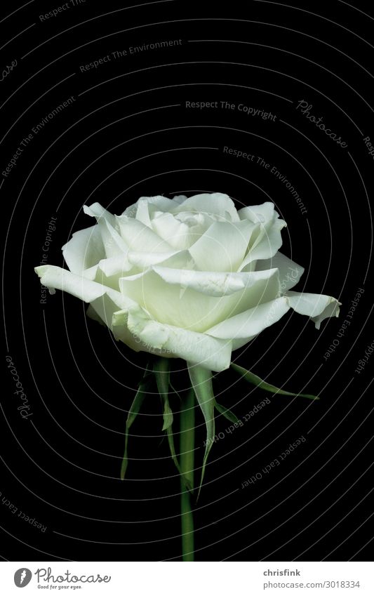 Weiße Rose vor schwarzem Hintergrund Umwelt Natur Pflanze Blume Blüte ästhetisch schön weiß Gefühle Verliebtheit Romantik Erotik trösten dankbar Tod Trauer