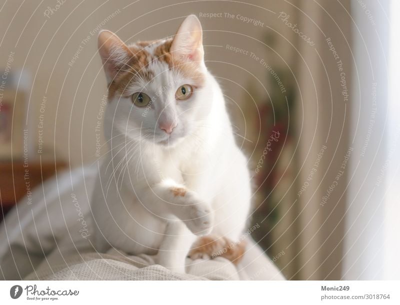 Katze Schön Haus Tier Ein Lizenzfreies Stock Foto Von