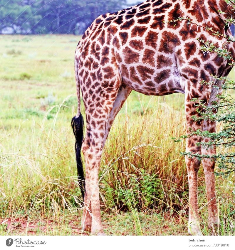 kopflastig Ferien & Urlaub & Reisen Tourismus Ausflug Abenteuer Ferne Freiheit Safari Wildtier Fell Beine Giraffe außergewöhnlich exotisch fantastisch groß