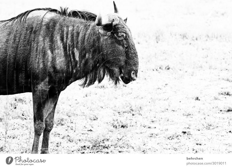 laaaaangweilig Südafrika Safari Wildnis Außenaufnahme Wildtier Ferien & Urlaub & Reisen Tierporträt Abenteuer Tourismus Ausflug Ferne Freiheit Natur Tiergesicht